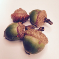 Acorns