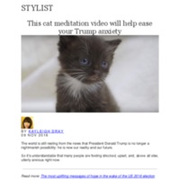 This cat meditation video will help ease your Trump anxiety